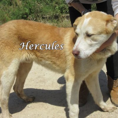 Hercules IMG_6479