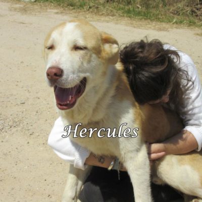 Hercules IMG_6496