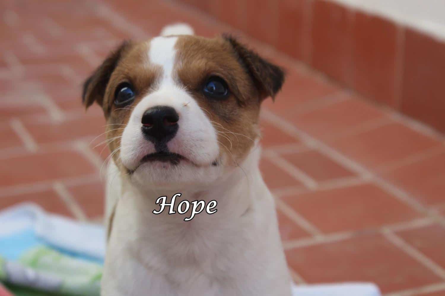 Hope » Tierschutzverein SOS-Dogs e.V.