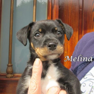 Melina IMG_6329