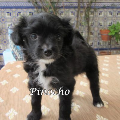 Pinocho IMG_6304