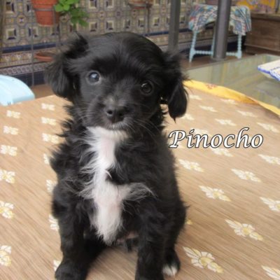 Pinocho IMG_6306