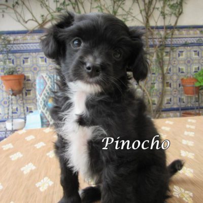 Pinocho IMG_6309