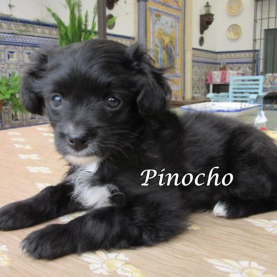 Pinocho IMG_6314