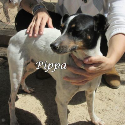 Pippa IMG_6458