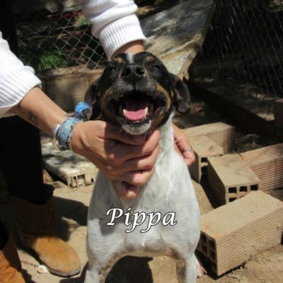 Pippa IMG_6469