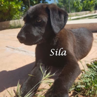 Sila IMG-20200509-WA0109
