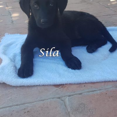 Sila IMG-20200509-WA0110