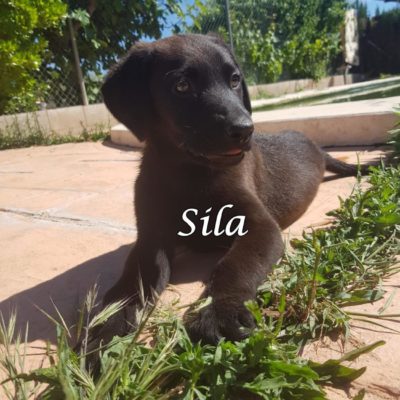 Sila IMG-20200509-WA0111