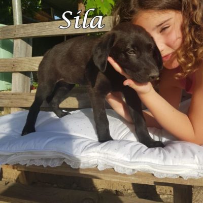 Sila IMG-20200509-WA0113