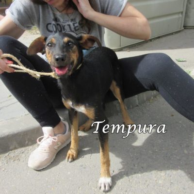 Tempura IMG_6906
