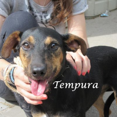 Tempura IMG_6912
