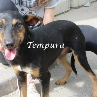 Tempura IMG_6915