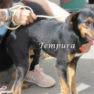 Tempura IMG_6918