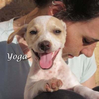 Yoga IMG_6561