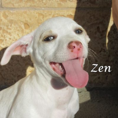 Zen IMG_6518