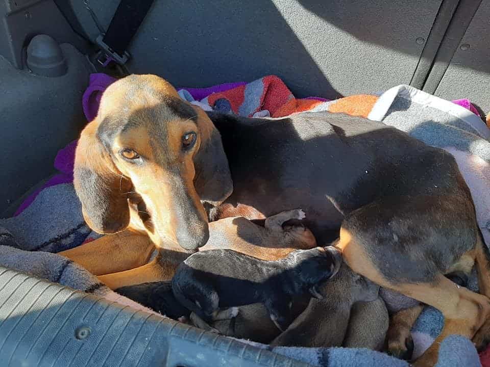 Hündin mit ihren Welpen im Auto auf dem Weg ins Tierheim