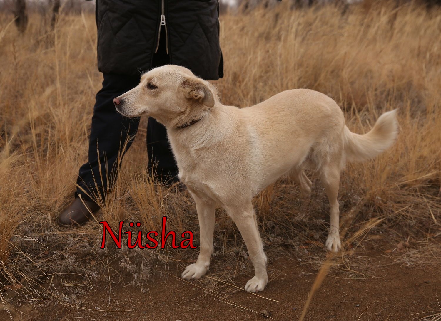 Nüsha » Tierschutzverein SOS-Dogs e.V.