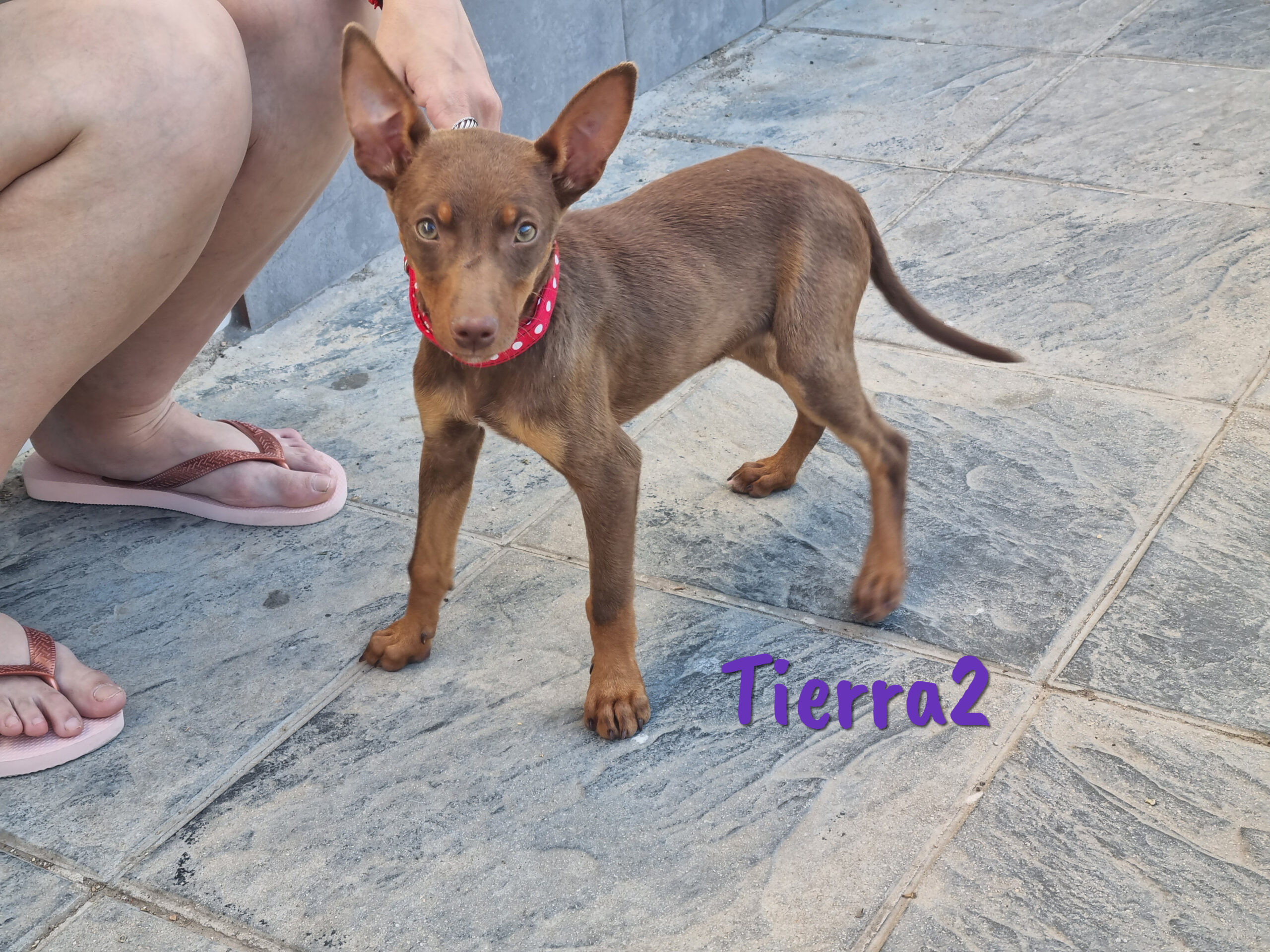 Tierra2 » Tierschutzverein SOS-Dogs e.V.