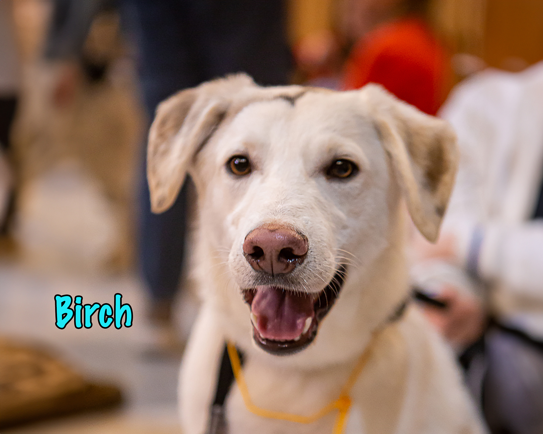 Birch » Tierschutzverein SOSDogs e.V.