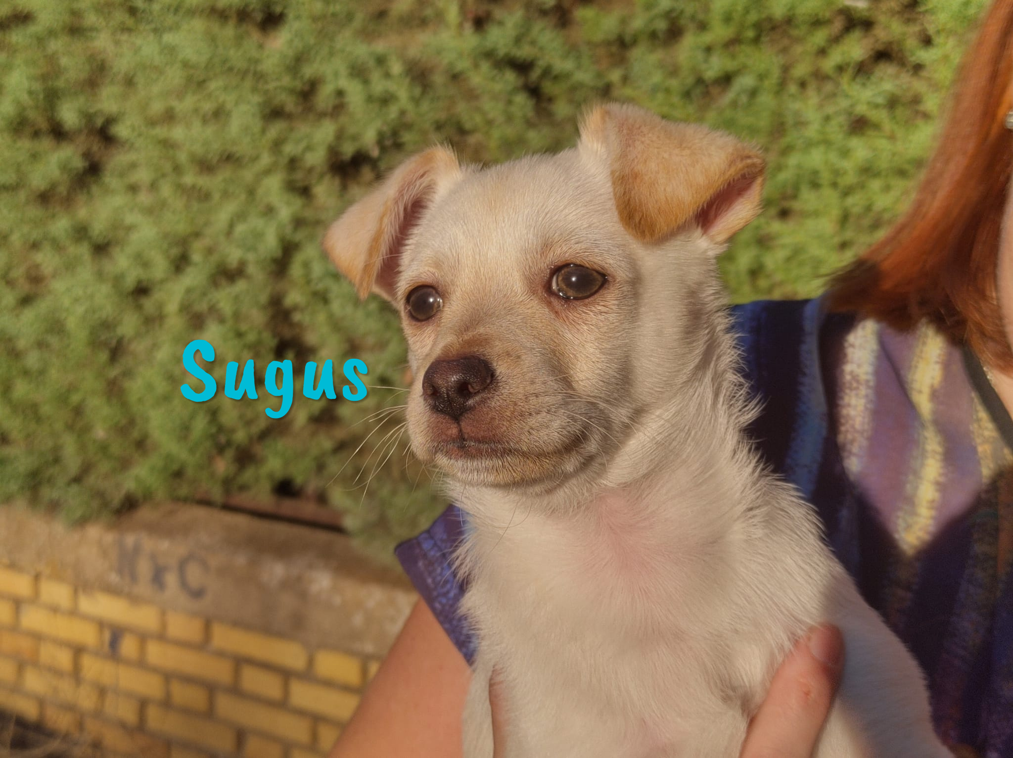 Sugus » Tierschutzverein SOS-Dogs e.V.