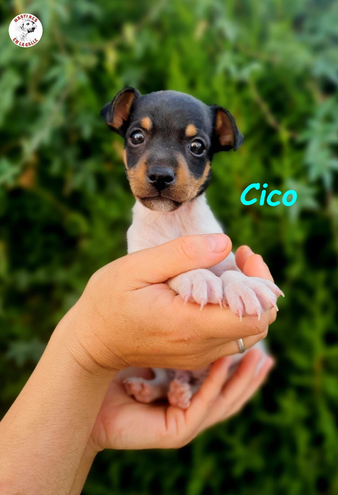 Cico » Tierschutzverein SOSDogs e.V.