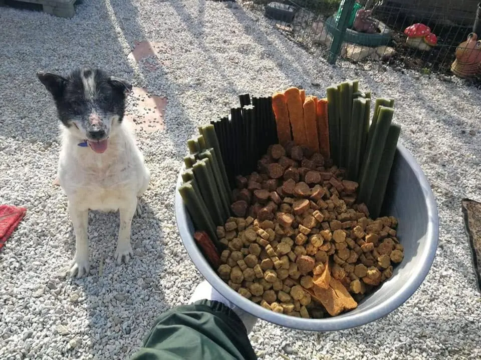 Hund von Angels Garden neben einem gefüllten Futternapf