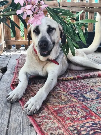 Geretteter Hund von Angels Garden an der Leine