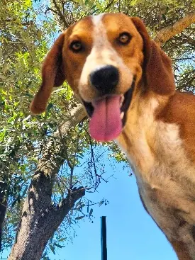 Fröhlicher Hund von Angels Garden mit heraushängender Zunge