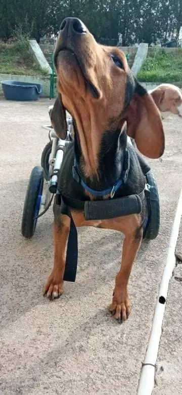 Hund von Angels Garden mit Handicap läuft mithilfe eines Rollstuhls