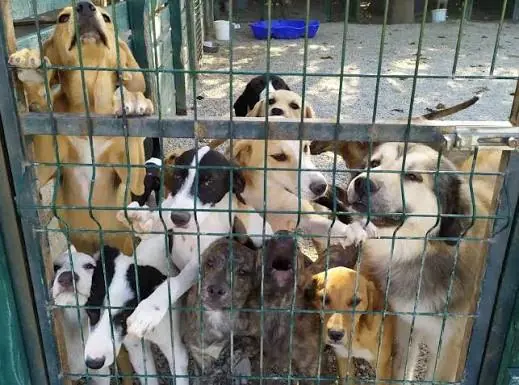 Hund von Angels Garden steht stolz auf einer Tonne im Freigehege