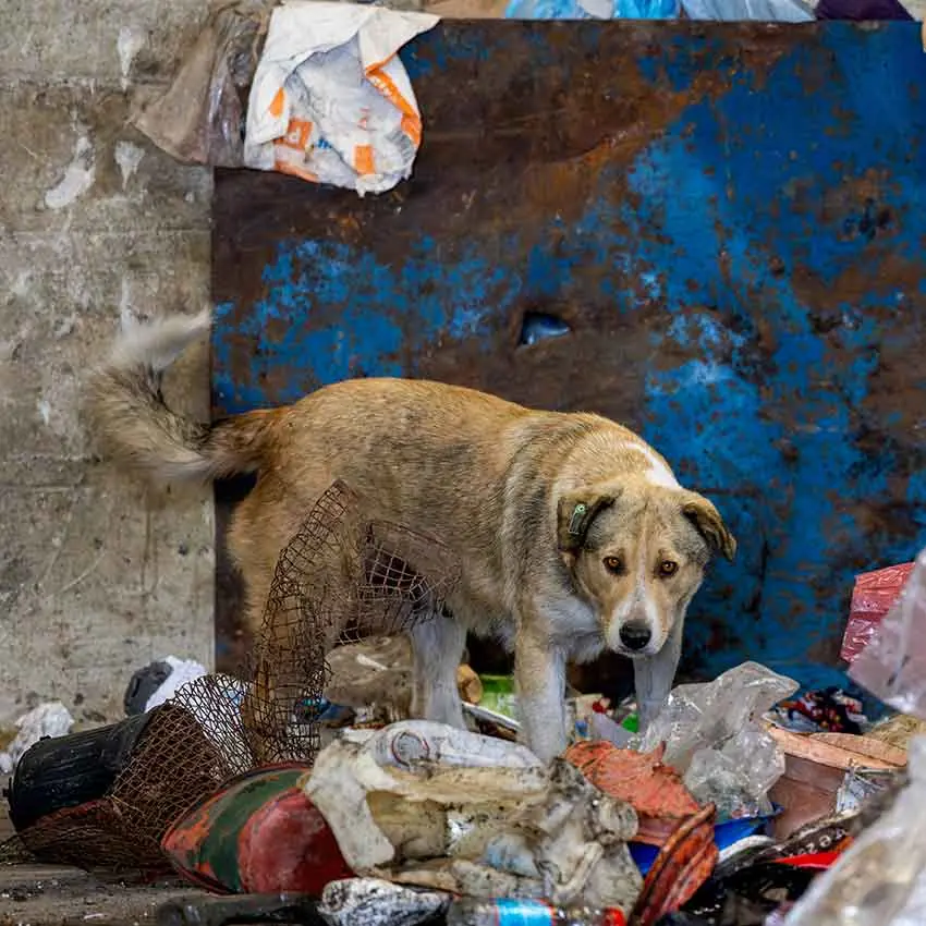 Streunender Hund vor Müll und Rost auf der Deponie