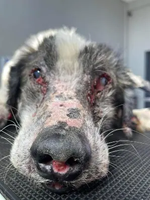 Hund mit Räude wird tierärztlich behandelt