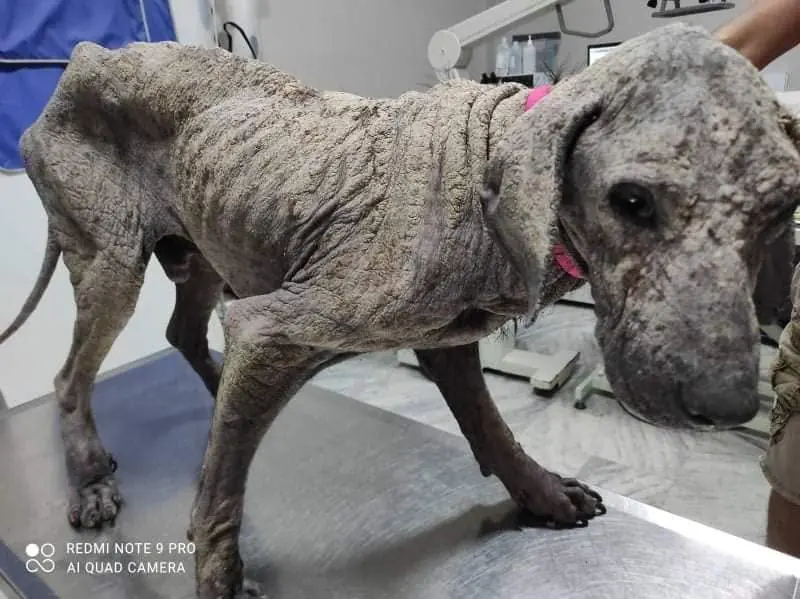 Stark abgemagerter Hund wird als Notfall beim Tierarzt behandelt