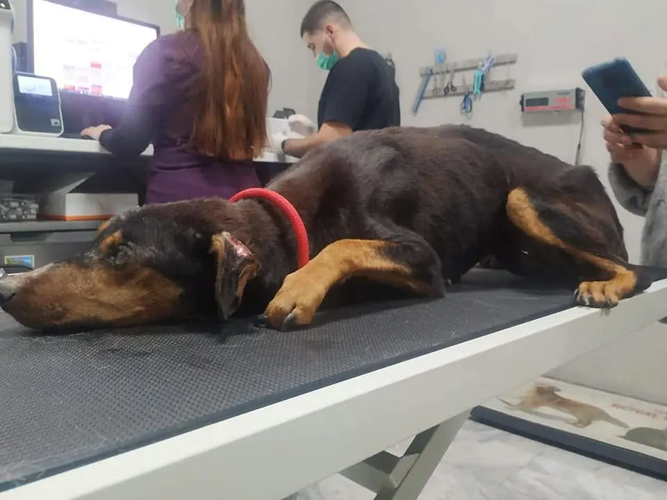 Hund wird beim Tierarzt untersucht