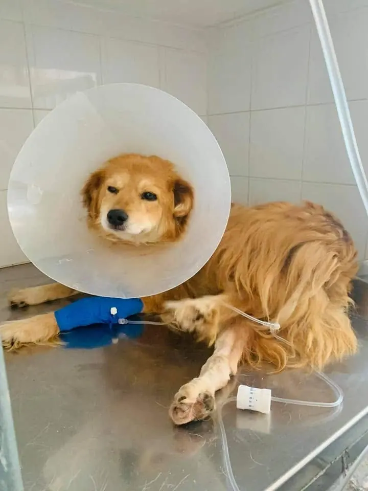 Hund erholt sich mit Genesungshalskrause nach der tierärztlichen Behandlung
