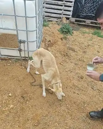 Stark abgemagerter Hund trinkt aus der Hand eines Helfers