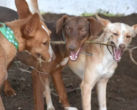 Drei Hunde spielen gemeinsam mit einem Stock