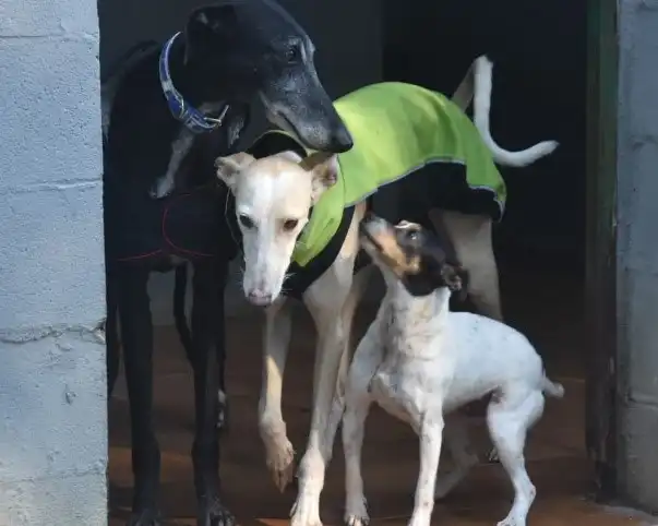 Drei Hunde stehen zusammen an einer Tür