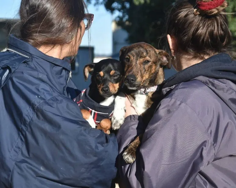 Zwei Helferinnen halten zwei kleine Hunde im Arm
