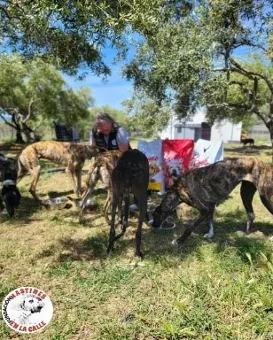 Helferin füttert mehrere Hunde im Freien