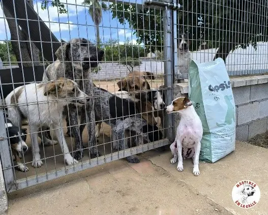 Mehrere Hunde warten am Zaun neben einem Futtersack