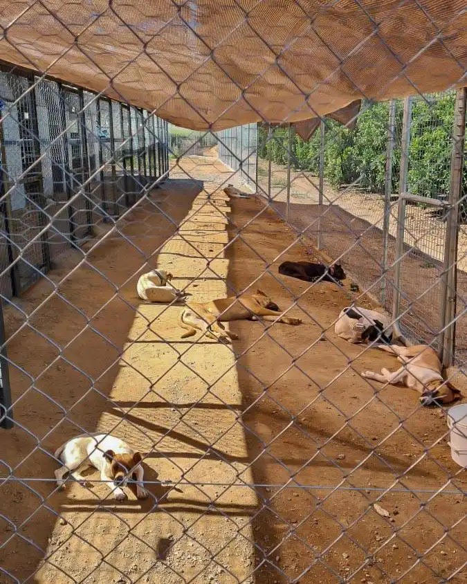 Überdachte Zwingerreihe im Tierheim